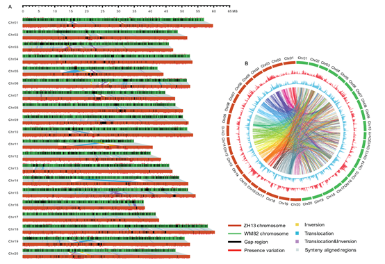 A New Released Chinese Soybean Genome Facilitates Soybean Elite Cultivar Improvement