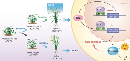 Gene bZIP73 Facilitates Adaptation of Japonica Rice to Cold Climates