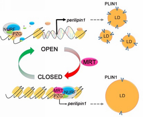 Chromatin Remodeling Regulates Lipid Droplet Size