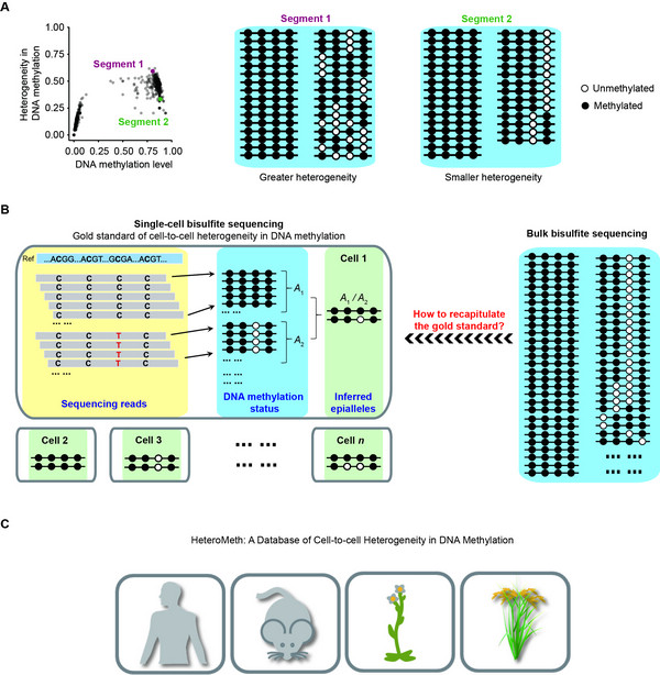 Cell-to-cell Heterogeneity in DNA Methylation Is Accessible from Bulk