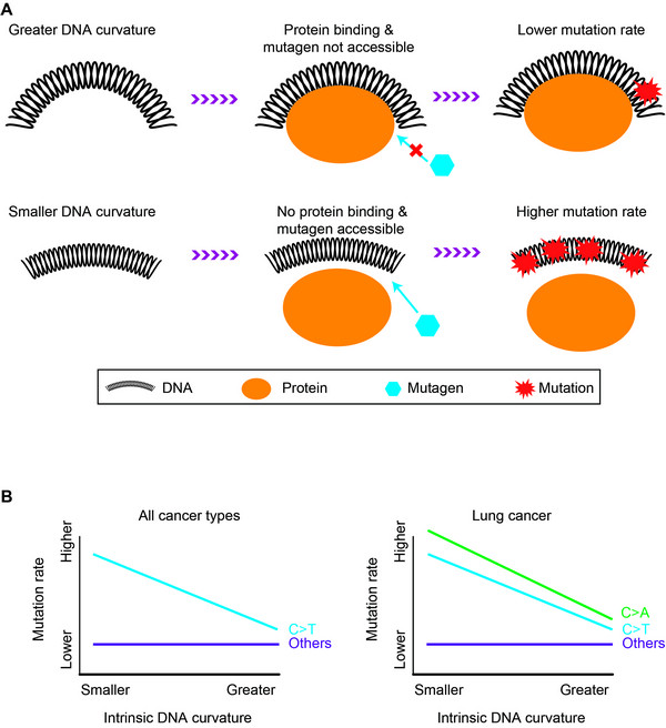 Reduced Intrinsic DNA Curvature Leads to Increased Mutation Rate