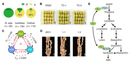 A Seed Dormancy Gene Undergoes Parallel Selection in Multiple Crops