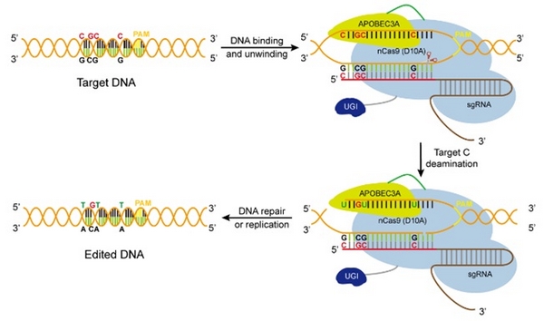 IGDB Researchers Develop Highly Efficient Plant C-to-T Base Editing Using Human APOBEC3A Deaminase