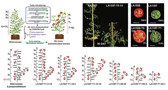 Accelerated Domestication of Wild Tomato Promotes Development of New Crops