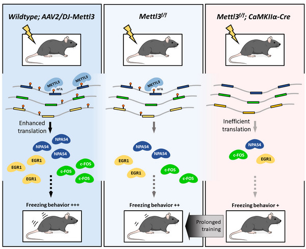 <EM>N<SUP>6</SUP></EM>-methyladenosine mRNA Modification Enhances Long-term Memory Formation