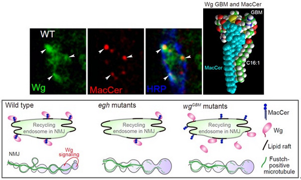 A Specific Membrane Lipid MacCer Directly Interacts with Signaling Protein Wnt in Regulating Synapse Growth