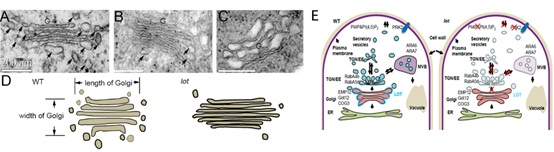 A Key Gene Regulating trans-Golgi Network Biogenesis in Plant was Uncovered