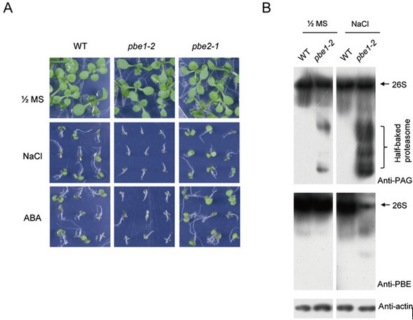 IGDB Scientists Uncovered the New Mechanism of Plant 26S Proteasome Assembly during Salt Stress Response