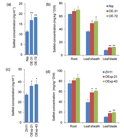 Researchers Found Effective Means for Selenium Transport to Rice Grains