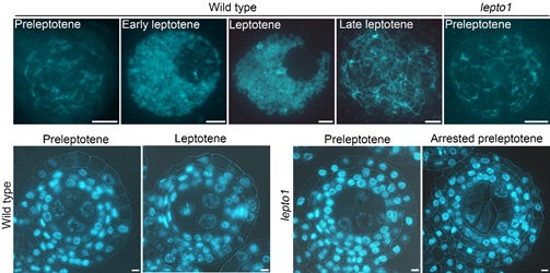 Response Regulators Firstly Found to Be Essential for Rice Meiosis