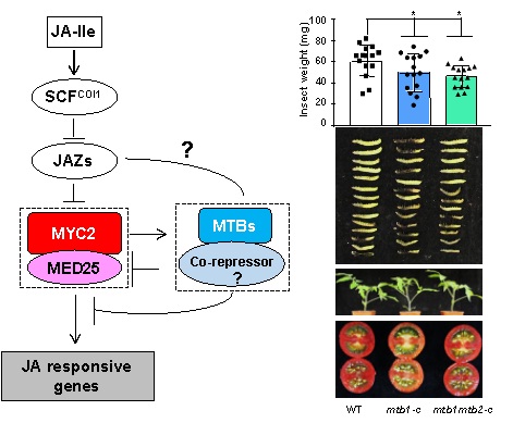 Researchers Found A MYC2-regulated Autoregulatory Negative Feedback Loop to Terminate Jasmonate Signaling in Tomato