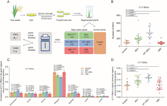 Researchers Reveal Unexpected Genome-Wide Off-Target Mutations Caused by Cytosine Base Editing