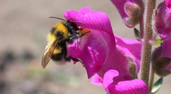 Snapdragon Enters the Genomic Age