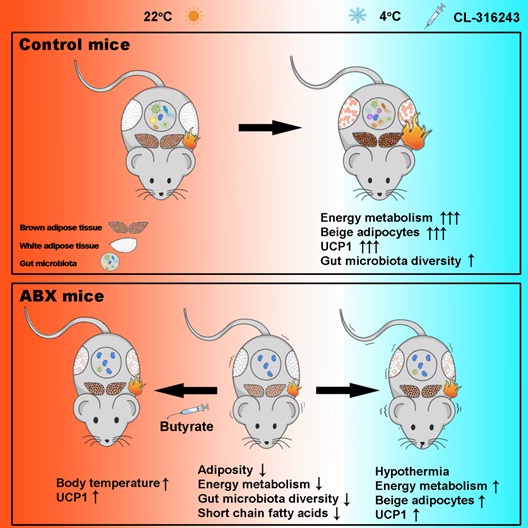 The Gut Microbiota Helps to Maintain Core Body Temperature Under Cold Exposure