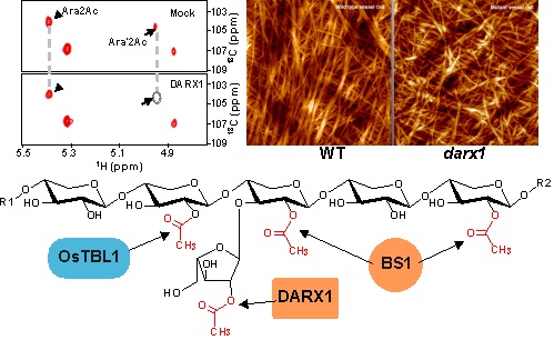 IGDB Scientists Found that Xylan Sidechain Deacetylation Determines Cell Wall Architecting