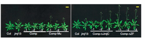 H3K27me3 Demethylase JUMONJI 13 Regulates Flowering Time in Arabidopsis