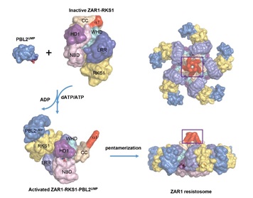 Scientists Discover Resistosome, Illuminating Plant Disease Resistance Mechanisms