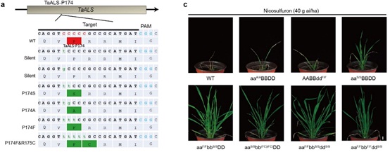 CRISPRed Wheat Helps Farmers Control Weeds