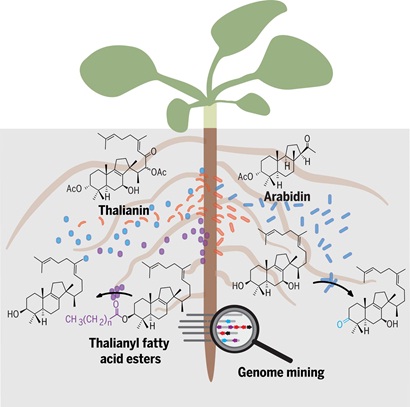 Plants and the Art of Microbial Maintenance