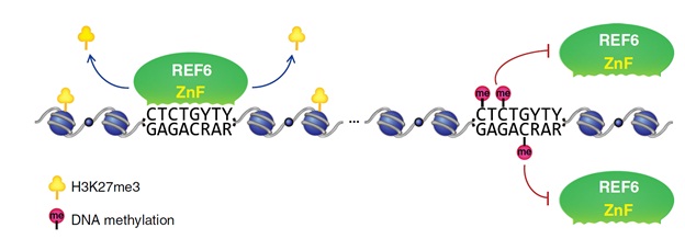 DNA Methylation Repels Targeting of Arabidopsis Histone Demethylase REF6