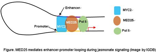 MED25 Promotes Enhancer-Promoter Looping during Jasmonate Signaling