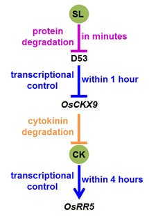 IGDB Scientists Reveal the Crosstalk between Strigolactone and Cytokinin in Rice