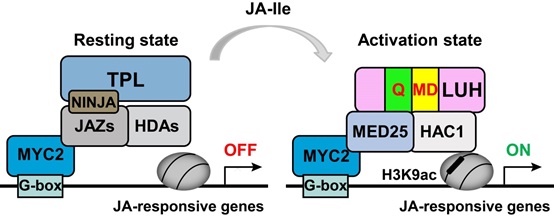 IGDB Scientists Report a New Transcriptional Activation Mechanism of Jasmonate Signaling