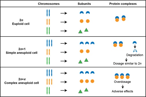 Reaearchers Find A New Mechanism Accounting for the Proliferation Defect in Aneuploid Cells