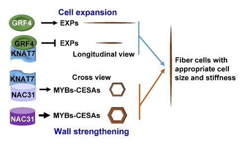 IGDB Scientists Identify A Cell Growth Coordinator in Rice