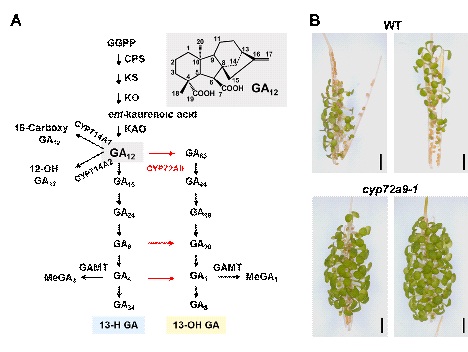 CYP72A, a New Player Controlling Plant Gibberellins Metabolism