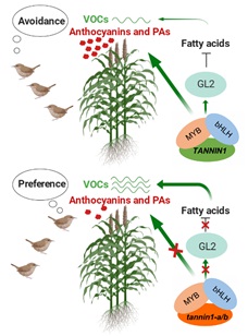 Discovery of Sorghum Gene that Controls Bird Feeding Could Help Protect Crops