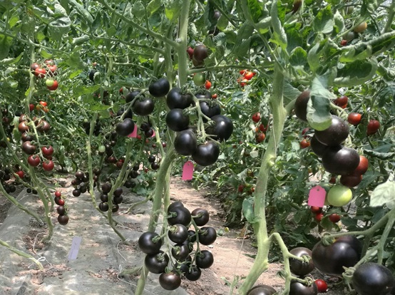 Tomatoes with More Anthocyanin May Become Kind of Healthier Vegetables in Future