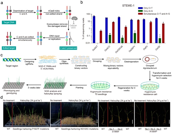 Directed Evolution of Endogenous Genes by Dual Cytosine and Adenine Base Editors to Accelerate Agronomic Trait Development