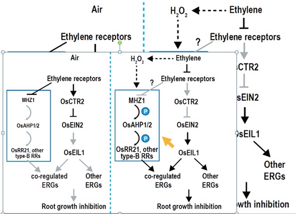 Researchers Revealed A Novel Ethylene Signaling Mechanism in Rice Roots