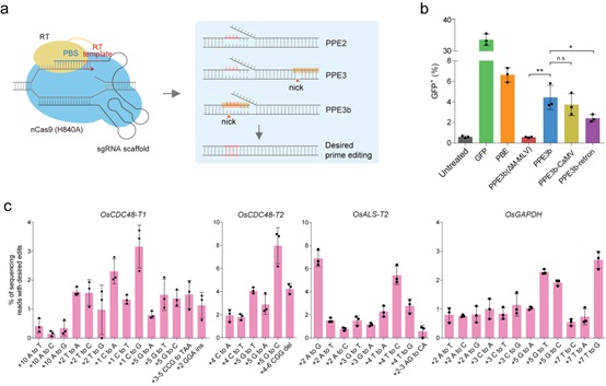 Development of Prime Editing for Rice and Wheat