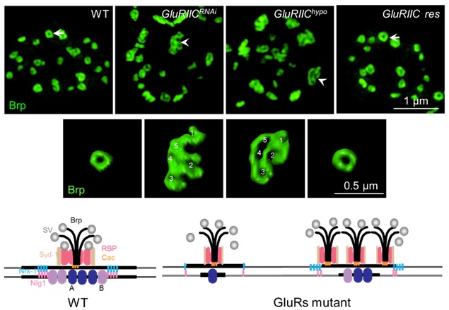 Researchers Reveal Structural Basis for Presynaptic Homeostasis