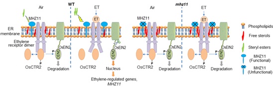 Researchers Discovered A GDSL Lipase Facilitates Ethylene Signaling in Rice Roots