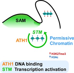 Count on Yourself – A Self-activation Loop Maintains Plant Stem Cells