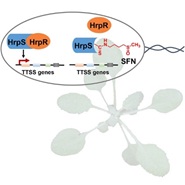 A Plant Defense Metabolite Specifically Suppresses Virulence of Pathogenic Bacteria