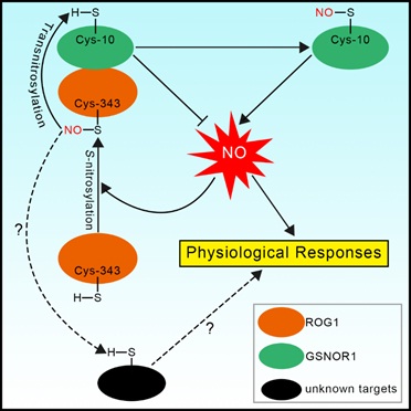 A Non-canonical Catalase Functions As a Transnitrosylase to Regulate Nitric Oxide Signaling in Plants