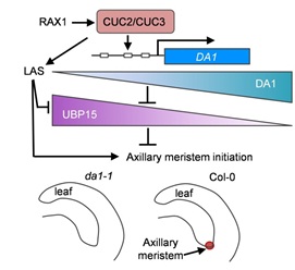 The Organ Size Regulator DA1 Is Involved in the Formation of Lateral Branches