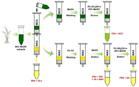 Scientists Developed A High-efficiency Sample Pretreatment Method for Simultaneous Quantification of All Known Classes of Endogenous Phytohormones