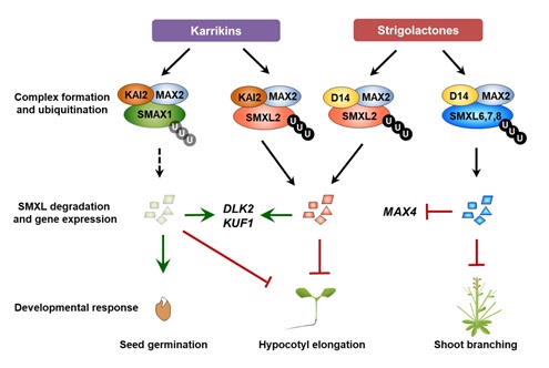 Strigolactone and Karrikin Signaling Controls Hypocotyl Growth in Arabidopsis