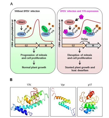 Grain Virus Protein Discovery Reveals New Class of Cell Division Disruptors