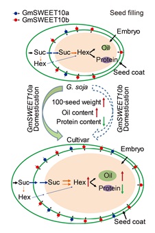 GmSWEET10a and GmSWEET10b Coordinately Regulate Yield and Quality