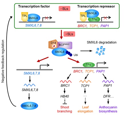 Chinese Scientists Discover Dual-functional Repressor Proteins in Strigolactone Signalling