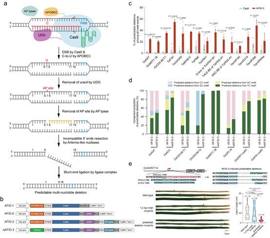 Scientists Develop Novel Predictable Multi-nucleotide Deletion Systems in Plants