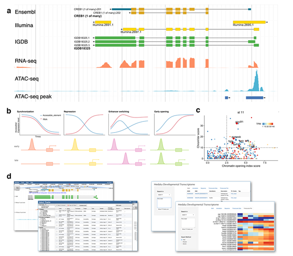 Researchers Consruct a Dynamic Transcriptional and Chromatin Accessibility Landscape of Medaka Embryogenesis