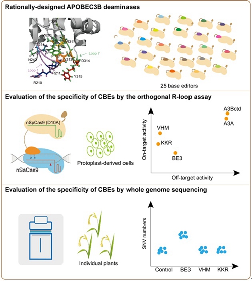 Researchers Develop New Cytosine Base Editors with High Specificity and Precision