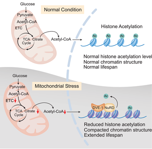 Researchers Reveal Mitochondrial Metabolite Mediates Longevity through Epigenomes